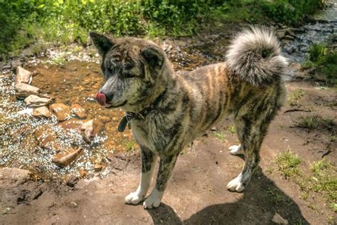 Brindle Akita Facts Appearance Genetics And Pictures