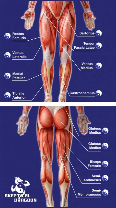 Techo Dempsey Lanzamiento Musculos De Las Piernas Y Como Trabajarlos