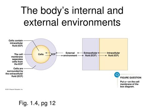 Ppt Human Physiology Powerpoint Presentation Free Download Id4031790