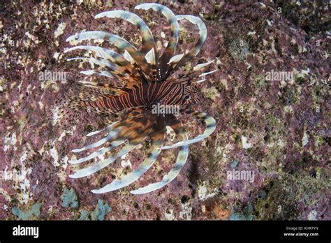 Common Lionfish Pterois Volitans Raja Ampat Islands Indonesia Stock