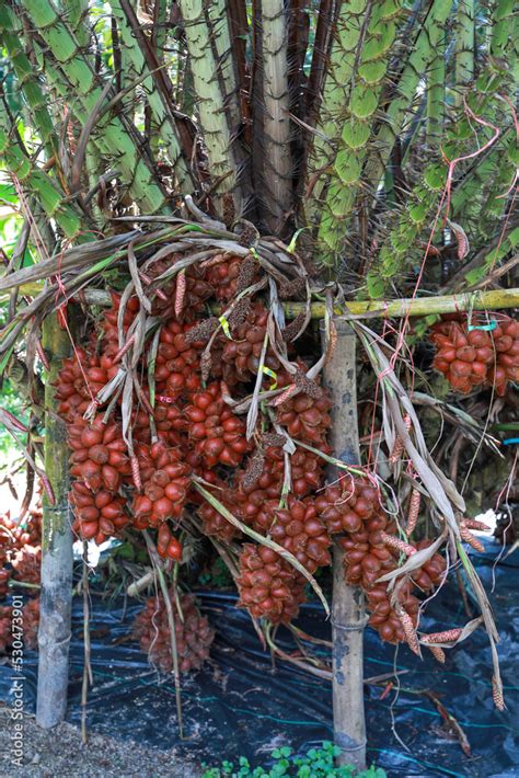 Salak fruits in the Salak tree garden fruits. Thai fruits.Fresh Salacca ...