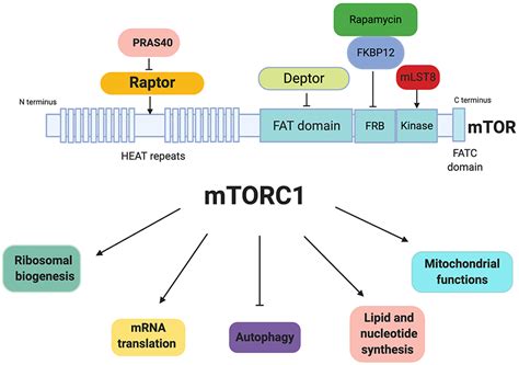 Frontiers Mtorc As A Regulator Of Mitochondrial Functions And A