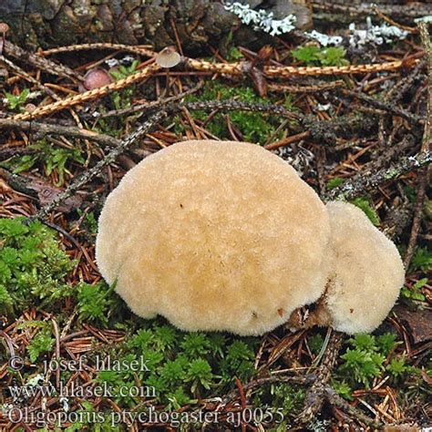 Oligoporus Ptychogaster Bl Lig Brunlig K Dporesvamp Puuterik P