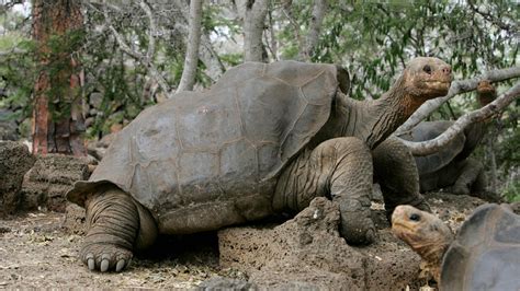 Partial descendant of 'Lonesome George' species found near volcano ...