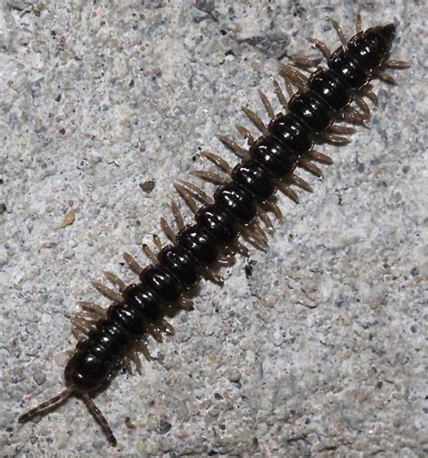 Greenhouse Millipede Oxidus Gracilis Bugguide Net