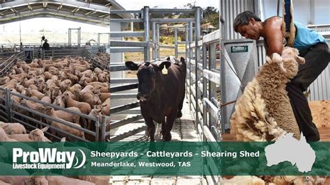 Proway Cattleyards Sheepyards Shearing Shed Meander Lakes Tasmania