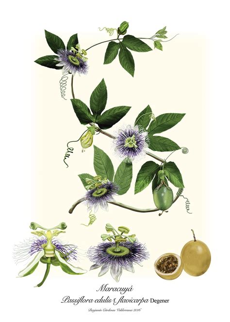 Passiflora Edulis F Flavicarpa Degener On Behance Botanical Drawings