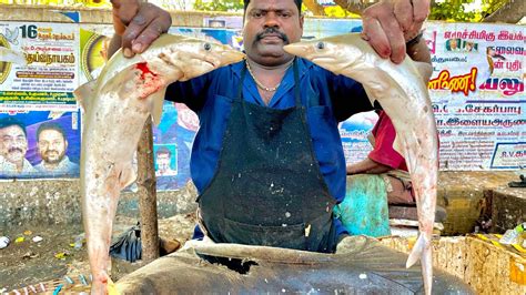 SPEED SELVAM WHITE SHARK VERY RARE FISH CUTTING VIDEO KASIMEDU