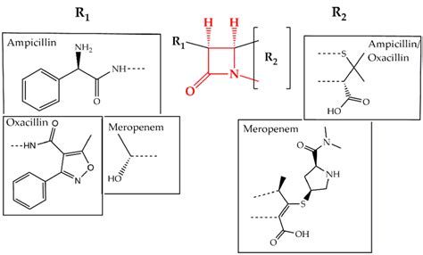 Chemical Structure Of Conserved Ring Structure In Lactam Antibiotics