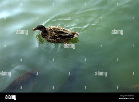 Poissons Poule Banque De Photographies Et Dimages Haute R Solution