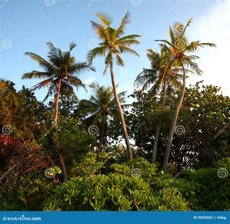 Tropical Jungle Trees Stock Photos - Image: 9059003