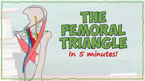 The Femoral Triangle YouTube