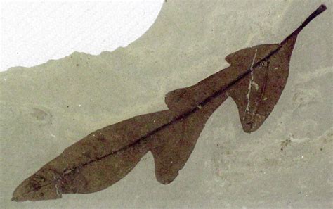 Cardiospermum Coloradensis Fossil Leaf Green River Formation Eocene