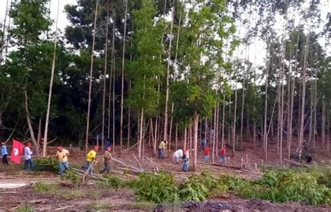 Justiça MST desocupa fazendas da Suzano em Teixeira Caravelas e