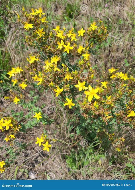 Wild St. Johns Wort Traditional Medicinal Herb for Herbalism Plant