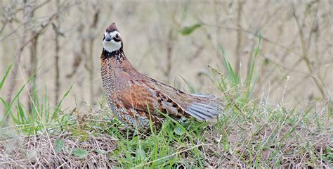 Late Season Quail Hunting Impact & Opportunities – Texas Outdoors Journal