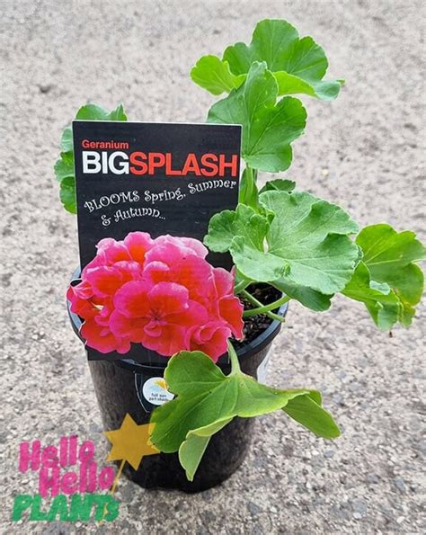 Geranium Big Pink Splash 8 Pot Hello Hello Plants