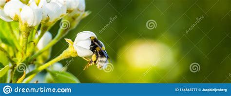 Abelha Que Desaparece Em Uma Rosa Branca Abelha Que Poliniza Uma Flor