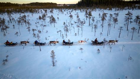 Reindeer safari of 3,5 km in Rovaniemi Lapland by Sieriporo Safaris ...