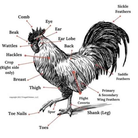 Chicken Anatomy 101