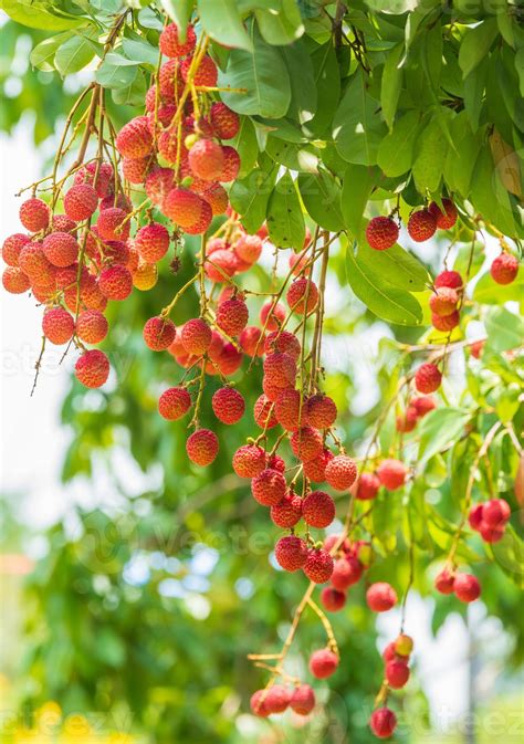 Lychees On The Treeclose Up Of Lychee Fruitfresh Lychee Fruits