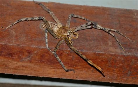 Giant Huntsman Spider | Science Trends