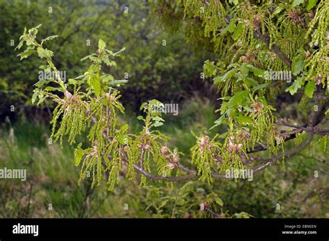 Common Oak Pedunculate Oak English Oak Quercus Robur Twig With