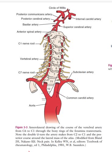 MSK Cervical Anatomy Quiz Magee Flashcards Quizlet