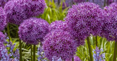 How to Grow and Care for Ornamental Alliums | Gardener's Path - ReportWire