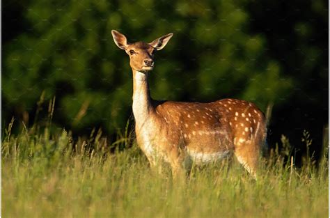 Fallow Deer Hind Standing On Meadow Animal Stock Photos Creative Market