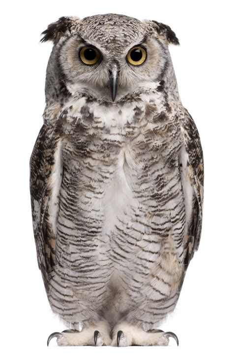 Owl Png Background Image Great Horned Owl White Clip Art Library