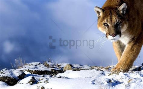 Big Cat Hunting Predator Puma Snow Trick Wallpaper Background Best Stock Photos - Image ID ...