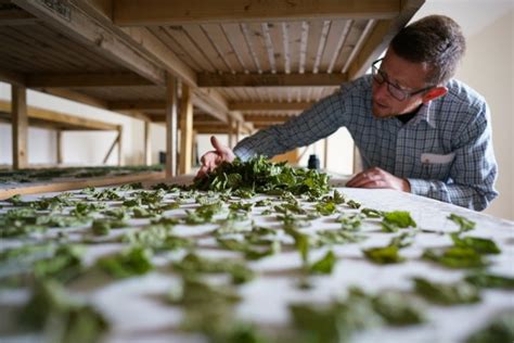 The Botanist's Botanist : DrinkWire