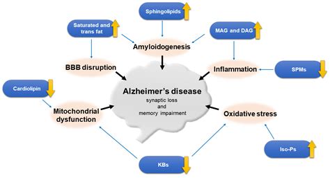 Ijms Free Full Text Lipids And Alzheimer’s Disease