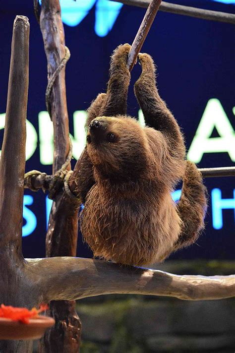 Viven the Sloth Celebrates Her First Birthday at National Aviary