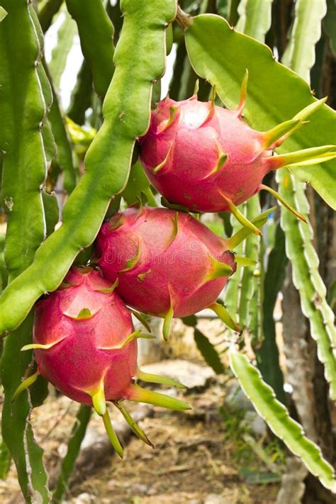 Dragon fruit tree stock image. Image of detail, farm - 25487483