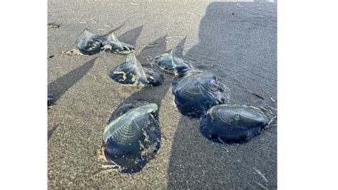 Mysterious Arrival Alien Like Velella Creatures Fascinate Tofino