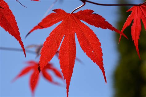 Kostenloses Foto Blutahorn Ahorn Blatt Rot Baum Kostenloses Bild