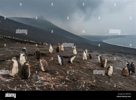 Chinstrap penguin group hi-res stock photography and images - Alamy