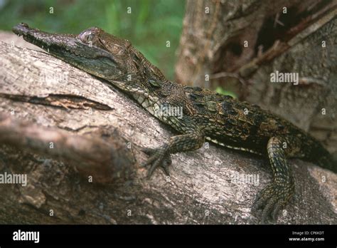 Lake Enriquillo Crocodiles