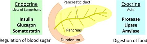 5: Endocrine and exocrine function of the human pancreas. | Download ...