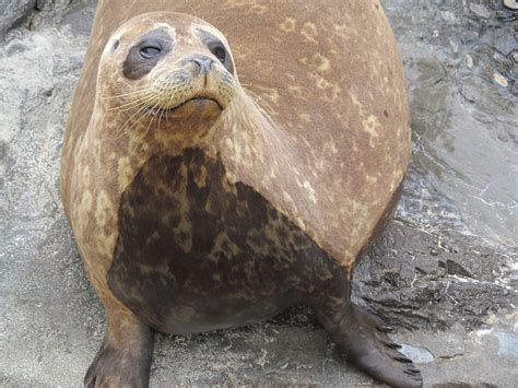 Seal at Seaworld in Florida | Sea world, Animals, Awsome