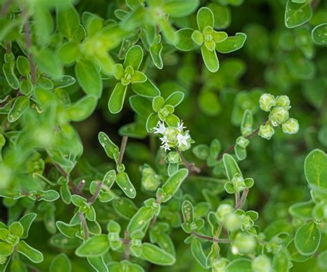 Best drought-tolerant herbs: top plants for dry gardens | Homes and Gardens