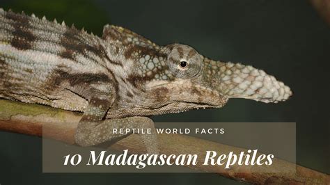 10 Unusual Australian Reptiles You'll Want to See