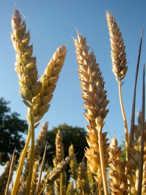 Wheat Triticum Aestivum L Wheat Triticum Aestivum L Flickr