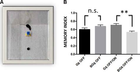 Frontiers Overexpression Of Gsk 3β In Adult Tet Off Gsk 3β Transgenic