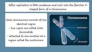 7 Chromosome Structure.pdf