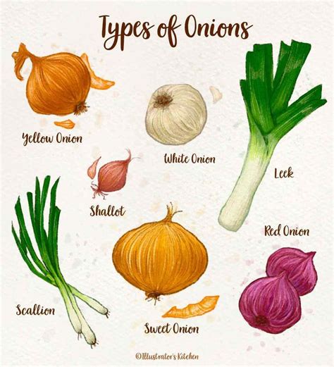 Types of Onions | Types of onions, Onion, Vegetable chart