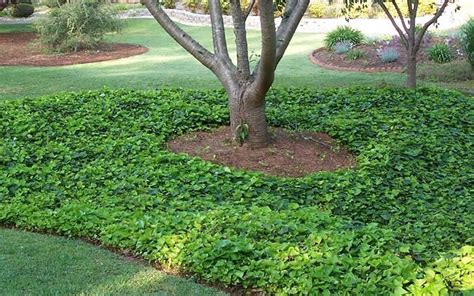 English Ivy Ground Cover Ivy Plants Outdoor Landscaping