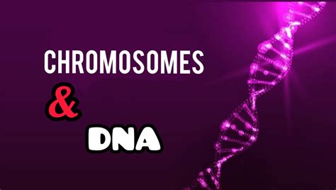 CHROMOSOMES AND DNA